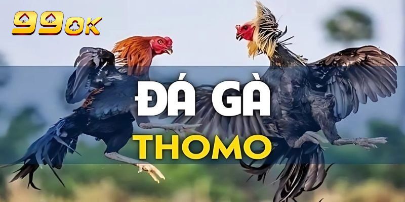 Trận đấu đá gà Thomo kịch tính với hình ảnh sống động